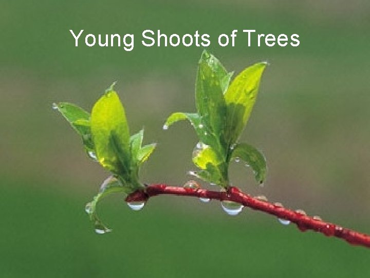 Young Shoots of Trees 