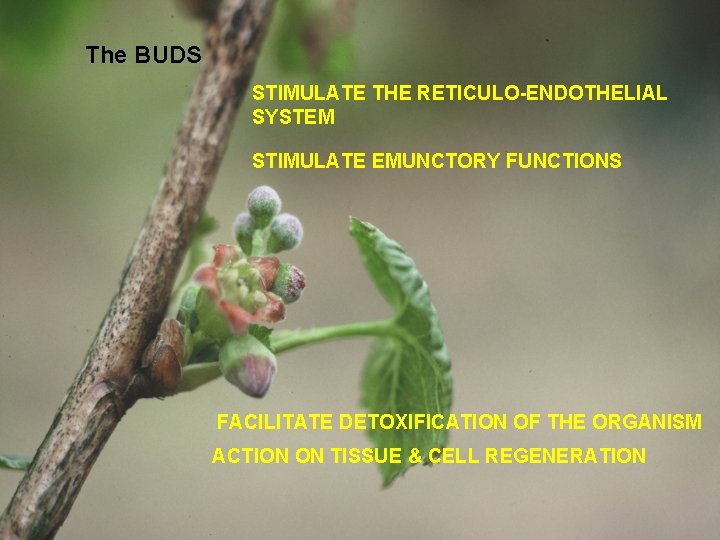 The BUDS STIMULATE THE RETICULO-ENDOTHELIAL SYSTEM STIMULATE EMUNCTORY FUNCTIONS FACILITATE DETOXIFICATION OF THE ORGANISM