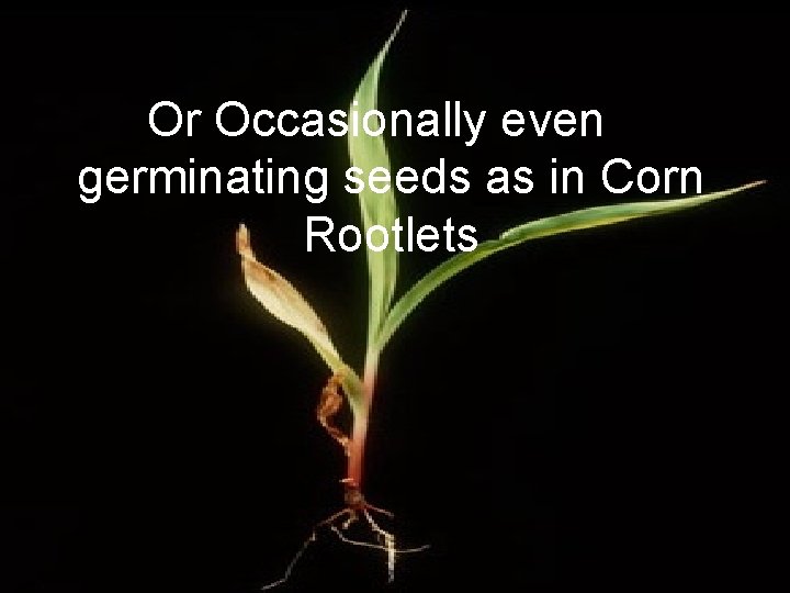 Or Occasionally even germinating seeds as in Corn Rootlets 