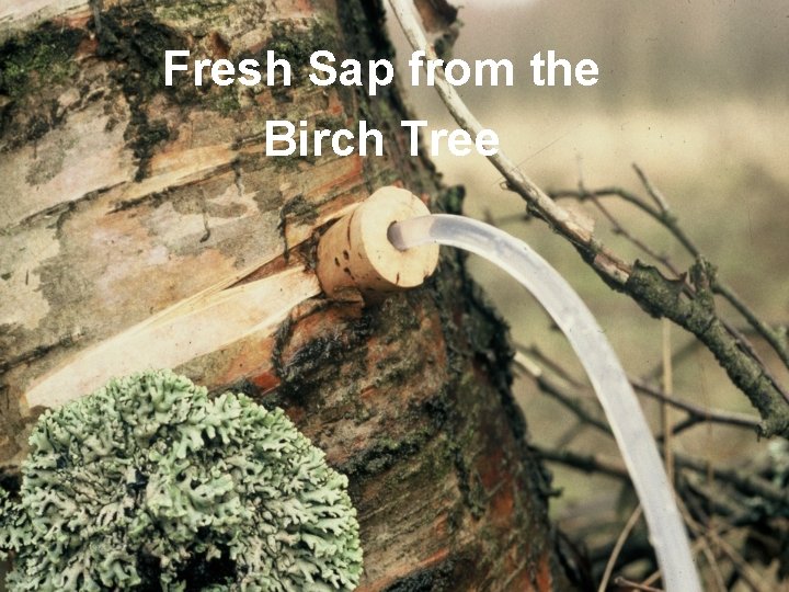 Fresh Sap from the Birch Tree 