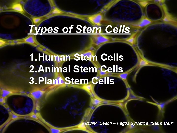 Types of Stem Cells 1. Human Stem Cells 2. Animal Stem Cells 3. Plant