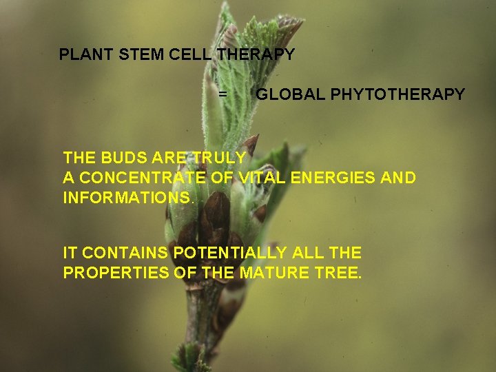 PLANT STEM CELL THERAPY = GLOBAL PHYTOTHERAPY THE BUDS ARE TRULY A CONCENTRATE OF