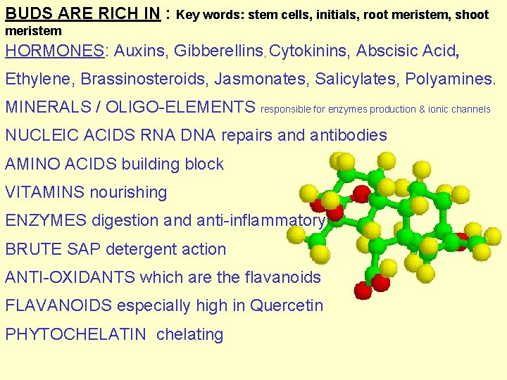 BUDS ARE RICH IN : Key words: stem cells, initials, root meristem, shoot meristem