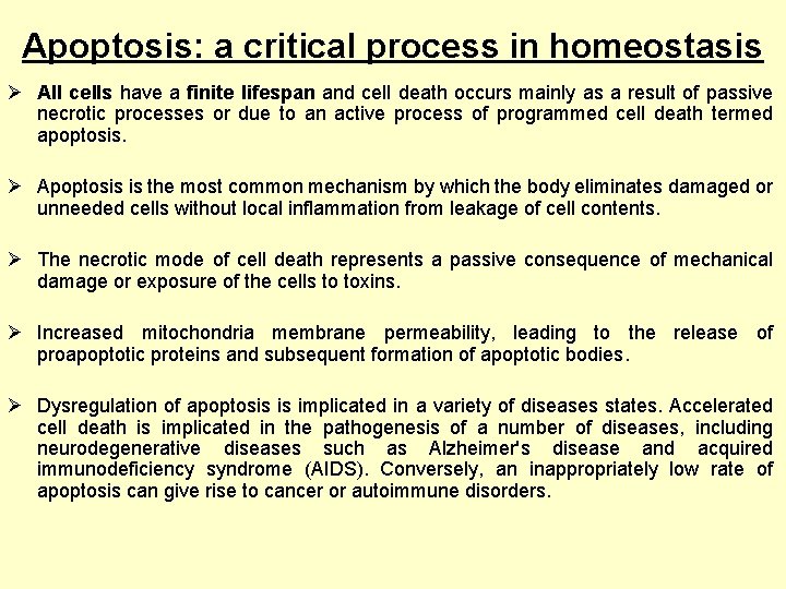 Apoptosis: a critical process in homeostasis Ø All cells have a finite lifespan and