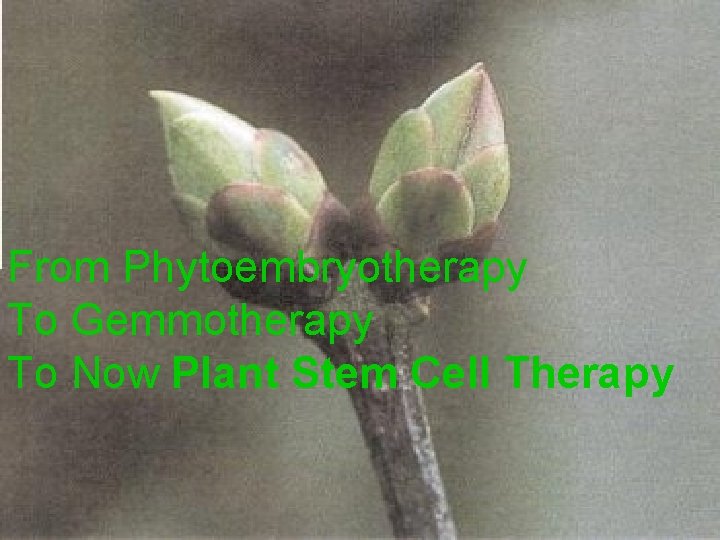 From Phytoembryotherapy To Gemmotherapy To Now Plant Stem Cell Therapy 