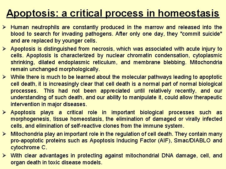 Apoptosis: a critical process in homeostasis Ø Human neutrophils are constantly produced in the