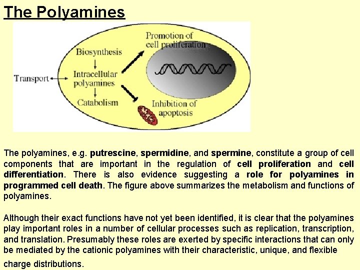 The Polyamines The polyamines, e. g. putrescine, spermidine, and spermine, constitute a group of