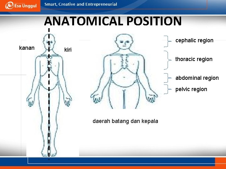 ANATOMICAL POSITION cephalic region kanan kiri thoracic region abdominal region pelvic region daerah batang