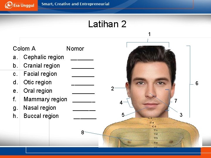 Latihan 2 1 Colom A Nomor a. Cephalic region _______ b. Cranial region _______