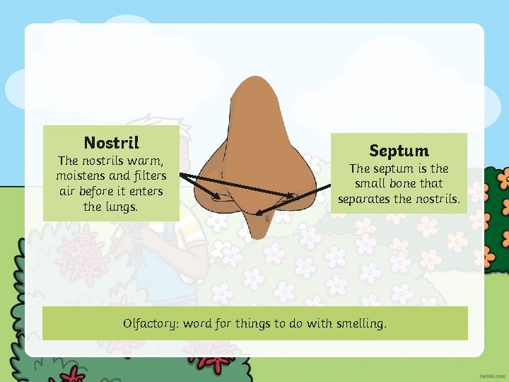 Nostril The nostrils warm, moistens and filters air before it enters the lungs. Septum