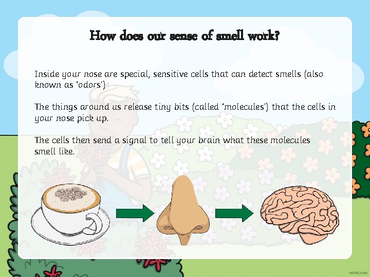 How does our sense of smell work? Inside your nose are special, sensitive cells