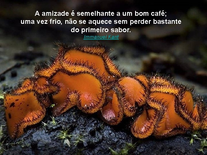 A amizade é semelhante a um bom café; uma vez frio, não se aquece