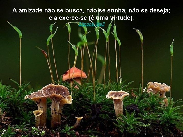 A amizade não se busca, não se sonha, não se deseja; ela exerce-se (é