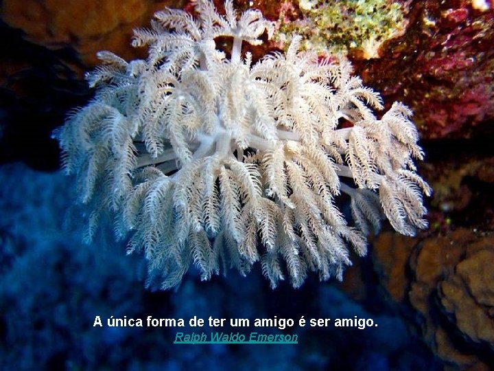 A única forma de ter um amigo é ser amigo. Ralph Waldo Emerson 