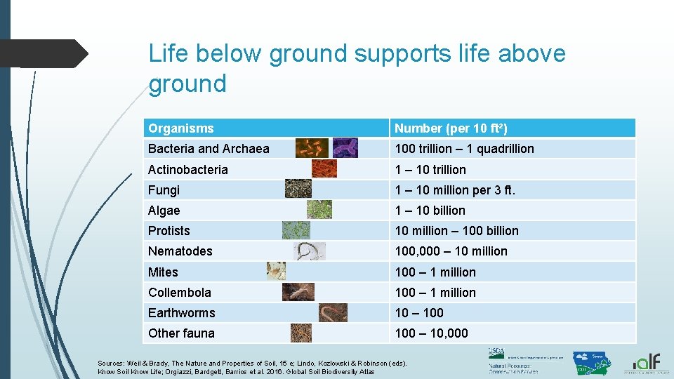 Life below ground supports life above ground Organisms Number (per 10 ft²) Bacteria and