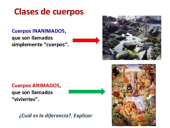 Clases de cuerpos Cuerpos INANIMADOS, que son llamados simplemente “cuerpos“. Cuerpos ANIMADOS, que son