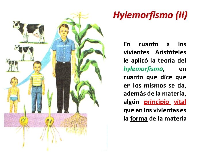 Hylemorfismo (II) En cuanto a los vivientes Aristóteles le aplicó la teoría del hylemorfismo,