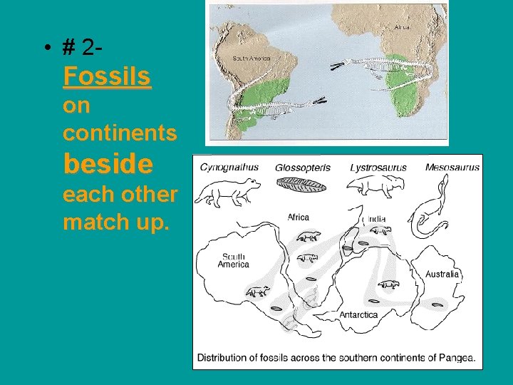  • # 2 - Fossils on continents beside each other match up. 