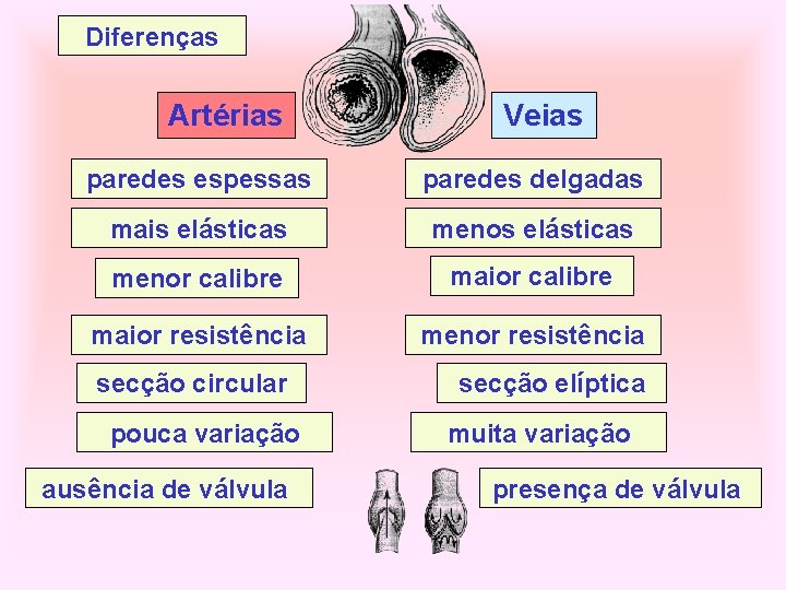 Diferenças Artérias Veias paredes espessas paredes delgadas mais elásticas menor calibre maior resistência menor