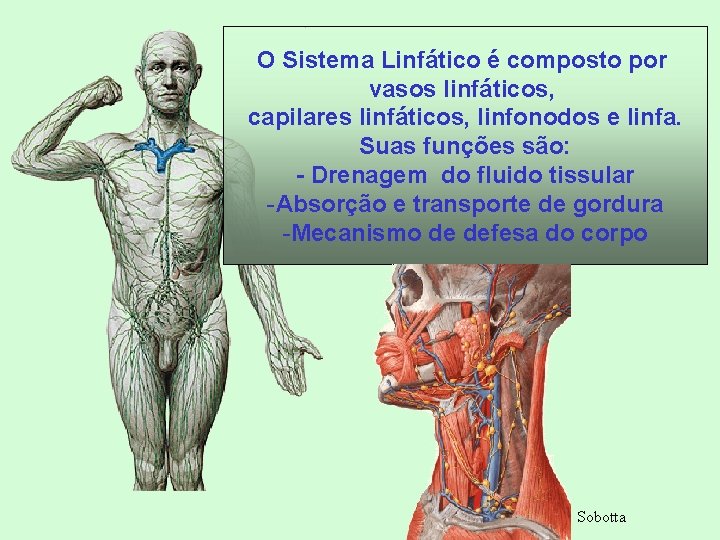 O Sistema Linfático é composto por vasos linfáticos, capilares linfáticos, linfonodos e linfa. Suas