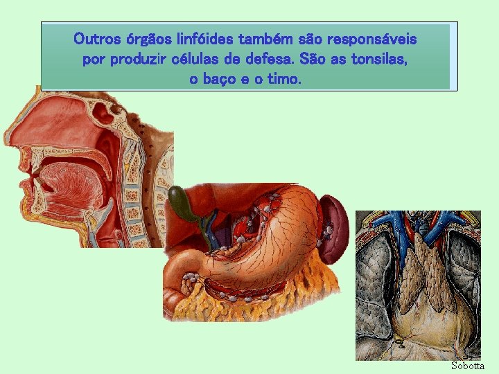 Outros órgãos linfóides também são responsáveis por produzir células de defesa. São as tonsilas,