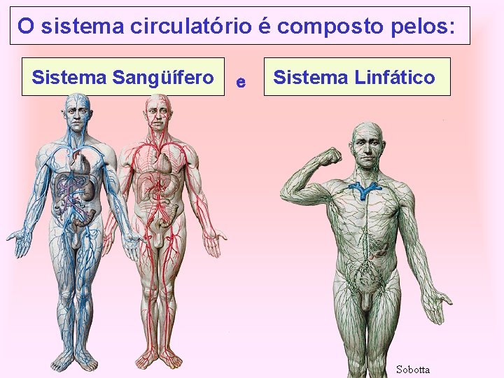 O sistema circulatório é composto pelos: Sistema Sangüífero e Sistema Linfático Sobotta 