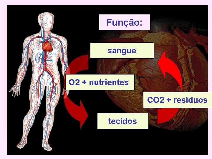 Função: sangue O 2 + nutrientes CO 2 + resíduos tecidos 