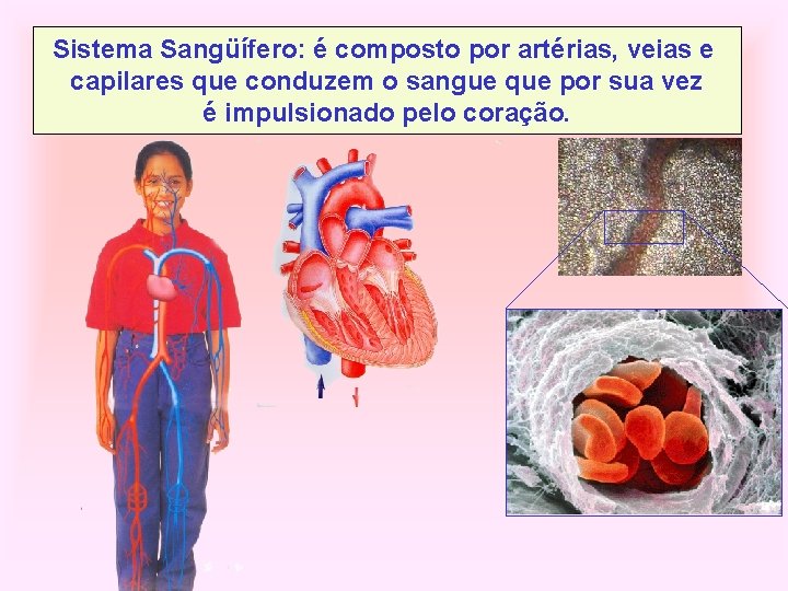 Sistema Sangüífero: é composto por artérias, veias e capilares que conduzem o sangue que