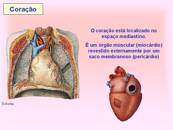 Coração O coração está localizado no espaço mediastino. É um órgão múscular (miocárdio) revestido