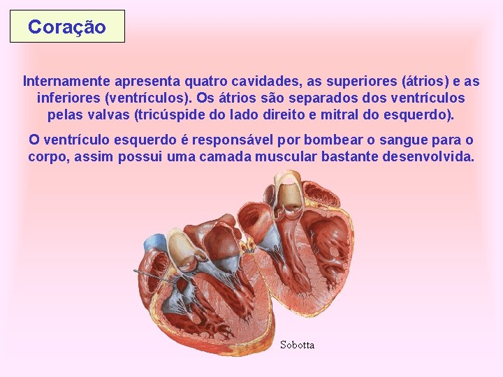 Coração Internamente apresenta quatro cavidades, as superiores (átrios) e as inferiores (ventrículos). Os átrios