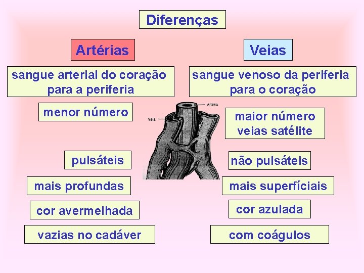 Diferenças Artérias sangue arterial do coração para a periferia menor número pulsáteis mais profundas