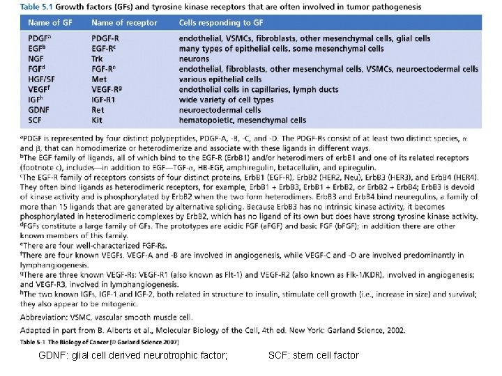 GDNF: glial cell derived neurotrophic factor; SCF: stem cell factor 