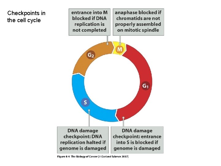 Checkpoints in the cell cycle 