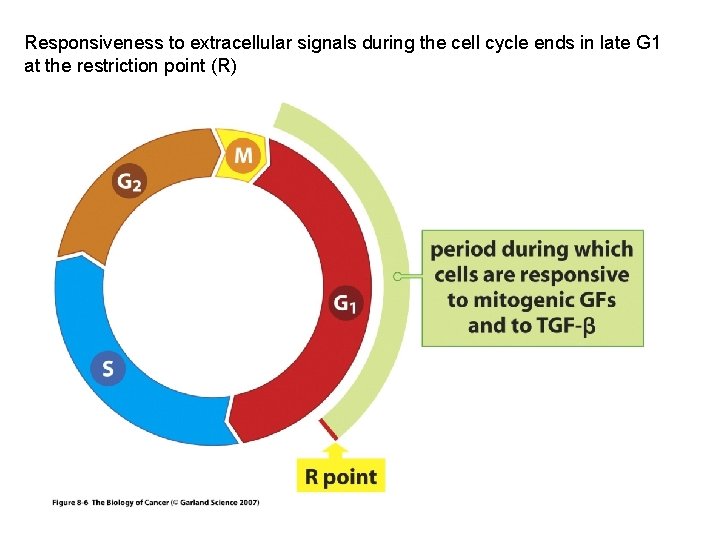 Responsiveness to extracellular signals during the cell cycle ends in late G 1 at