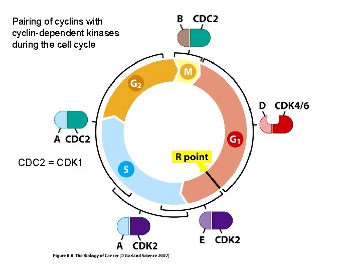 Pairing of cyclins with cyclin-dependent kinases during the cell cycle CDC 2 = CDK