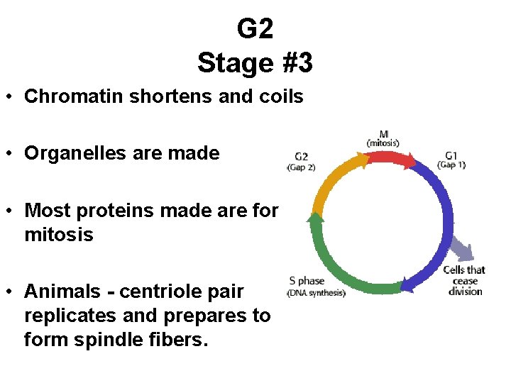 G 2 Stage #3 • Chromatin shortens and coils • Organelles are made • G 2 Stage #3 • Chromatin shortens and coils • Organelles are made •