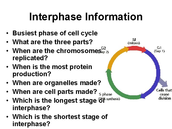 Interphase Information • Busiest phase of cell cycle • What are three parts? • Interphase Information • Busiest phase of cell cycle • What are three parts? •
