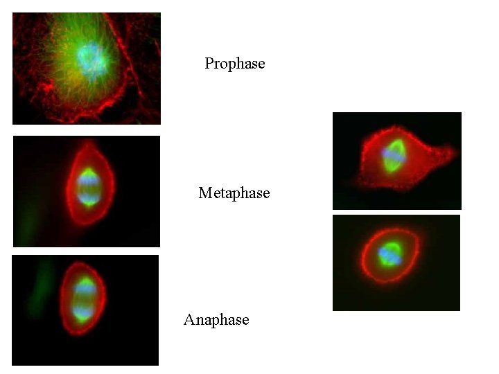 Prophase Metaphase Anaphase Prophase Metaphase Anaphase