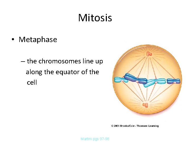 Mitosis • Metaphase – the chromosomes line up along the equator of the cell Mitosis • Metaphase – the chromosomes line up along the equator of the cell