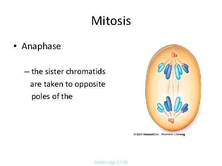Mitosis • Anaphase – the sister chromatids are taken to opposite poles of the Mitosis • Anaphase – the sister chromatids are taken to opposite poles of the