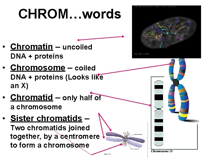 CHROM…words • Chromatin – uncoiled DNA + proteins • Chromosome – coiled DNA + CHROM…words • Chromatin – uncoiled DNA + proteins • Chromosome – coiled DNA +
