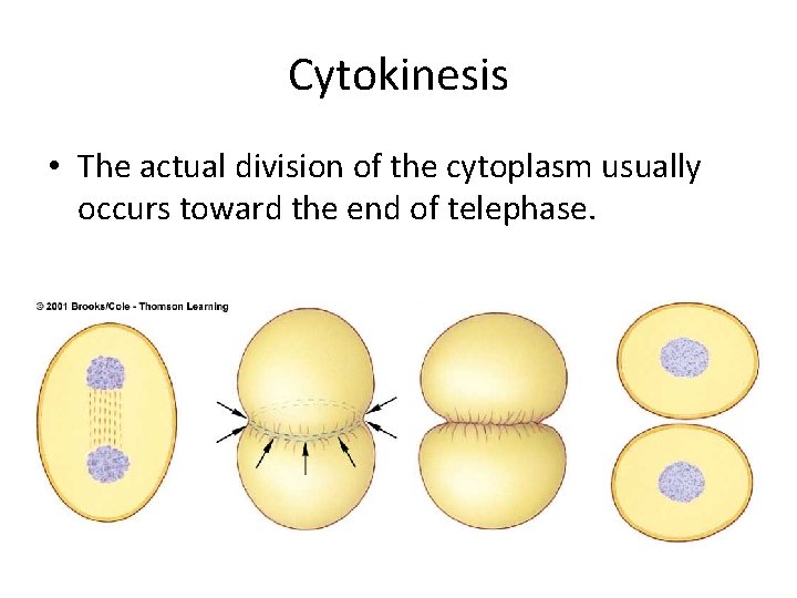 Cytokinesis • The actual division of the cytoplasm usually occurs toward the end of Cytokinesis • The actual division of the cytoplasm usually occurs toward the end of