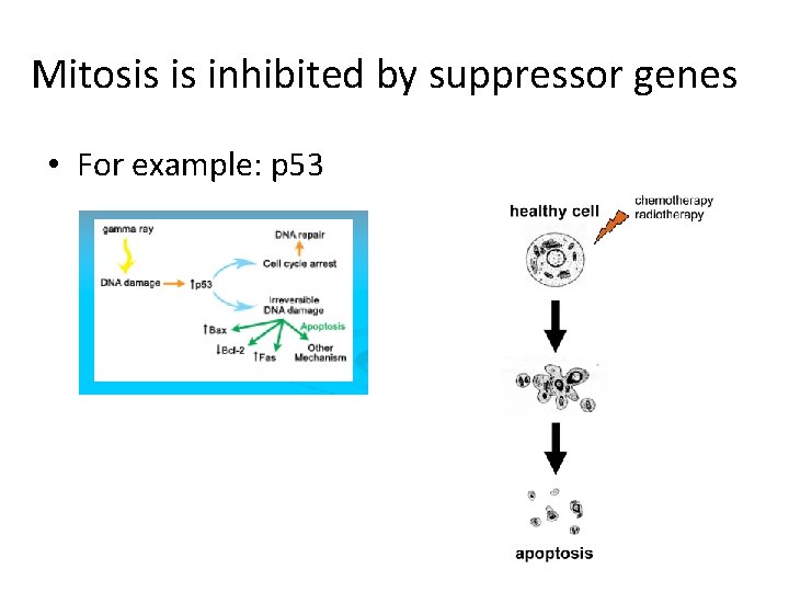 Mitosis is inhibited by suppressor genes • For example: p 53 Mitosis is inhibited by suppressor genes • For example: p 53