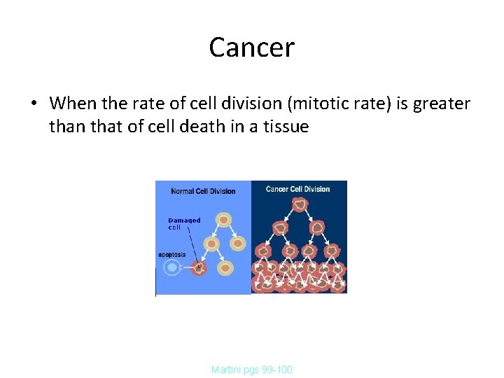 Cancer • When the rate of cell division (mitotic rate) is greater than that Cancer • When the rate of cell division (mitotic rate) is greater than that