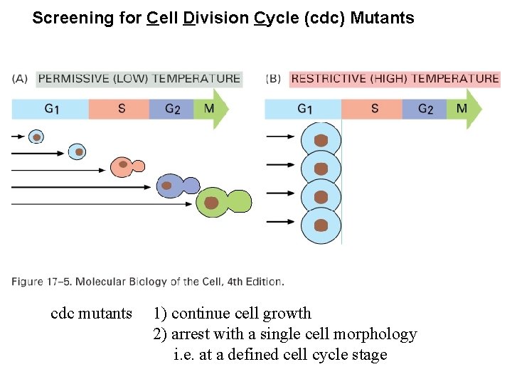 Screening for Cell Division Cycle (cdc) Mutants cdc mutants 1) continue cell growth 2) Screening for Cell Division Cycle (cdc) Mutants cdc mutants 1) continue cell growth 2)