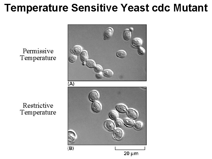Temperature Sensitive Yeast cdc Mutant Permissive Temperature Restrictive Temperature Temperature Sensitive Yeast cdc Mutant Permissive Temperature Restrictive Temperature