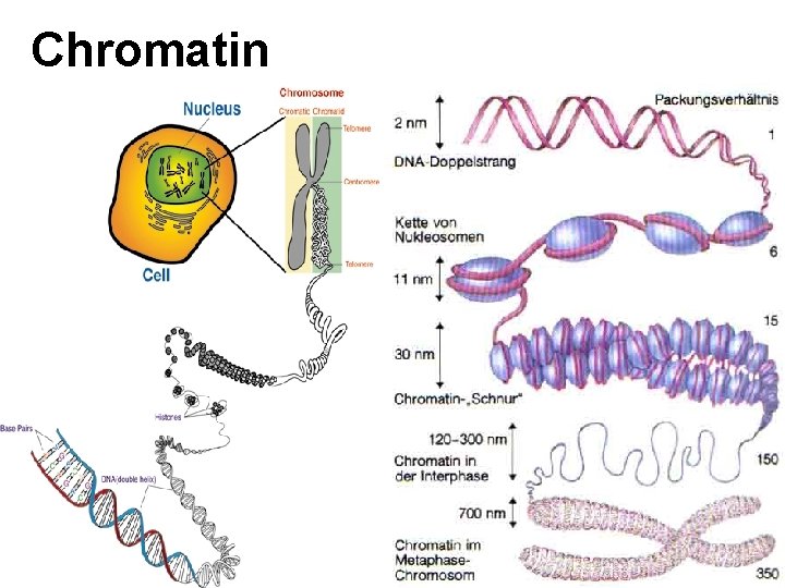 Chromatin Chromatin