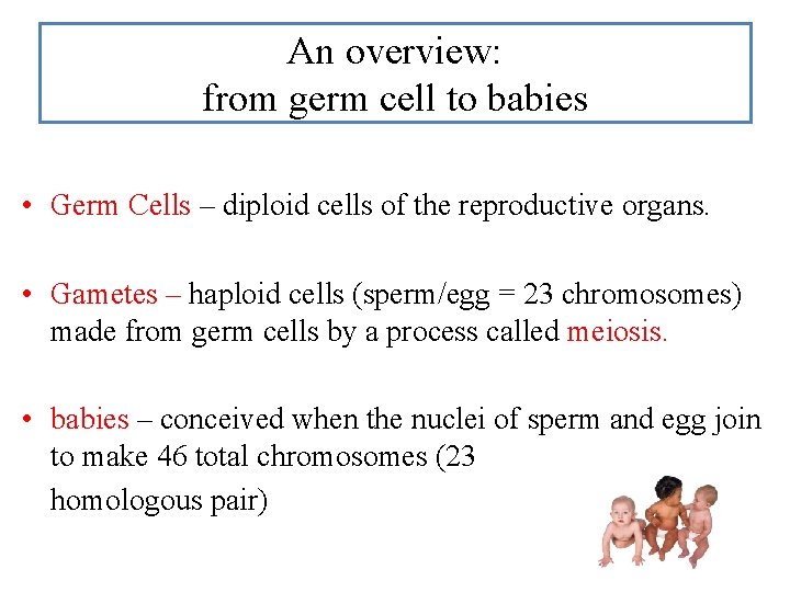 An overview: from germ cell to babies • Germ Cells – diploid cells of An overview: from germ cell to babies • Germ Cells – diploid cells of
