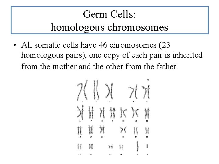 Germ Cells: homologous chromosomes • All somatic cells have 46 chromosomes (23 homologous pairs), Germ Cells: homologous chromosomes • All somatic cells have 46 chromosomes (23 homologous pairs),