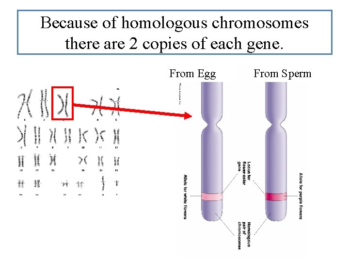 Because of homologous chromosomes there are 2 copies of each gene. From Egg From Because of homologous chromosomes there are 2 copies of each gene. From Egg From